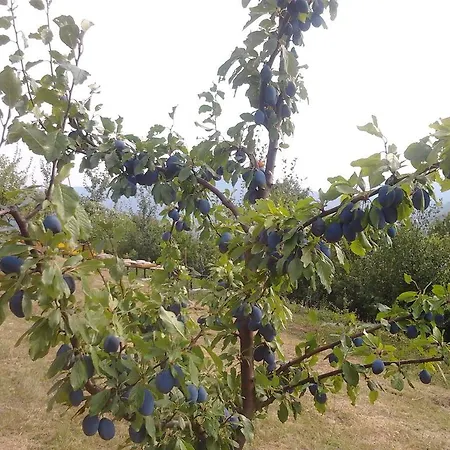 Nektar Park * Bihać