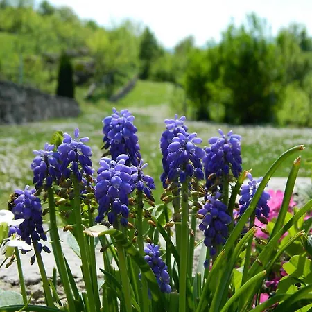 Nektar Park Tatil Evi Bihać